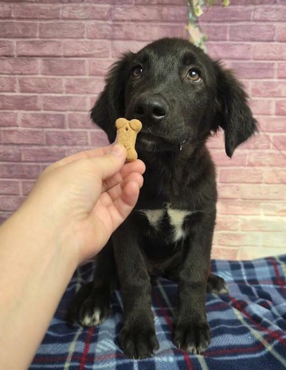 Jack, ADOPTABLE, Young Male Labrador Retriever.