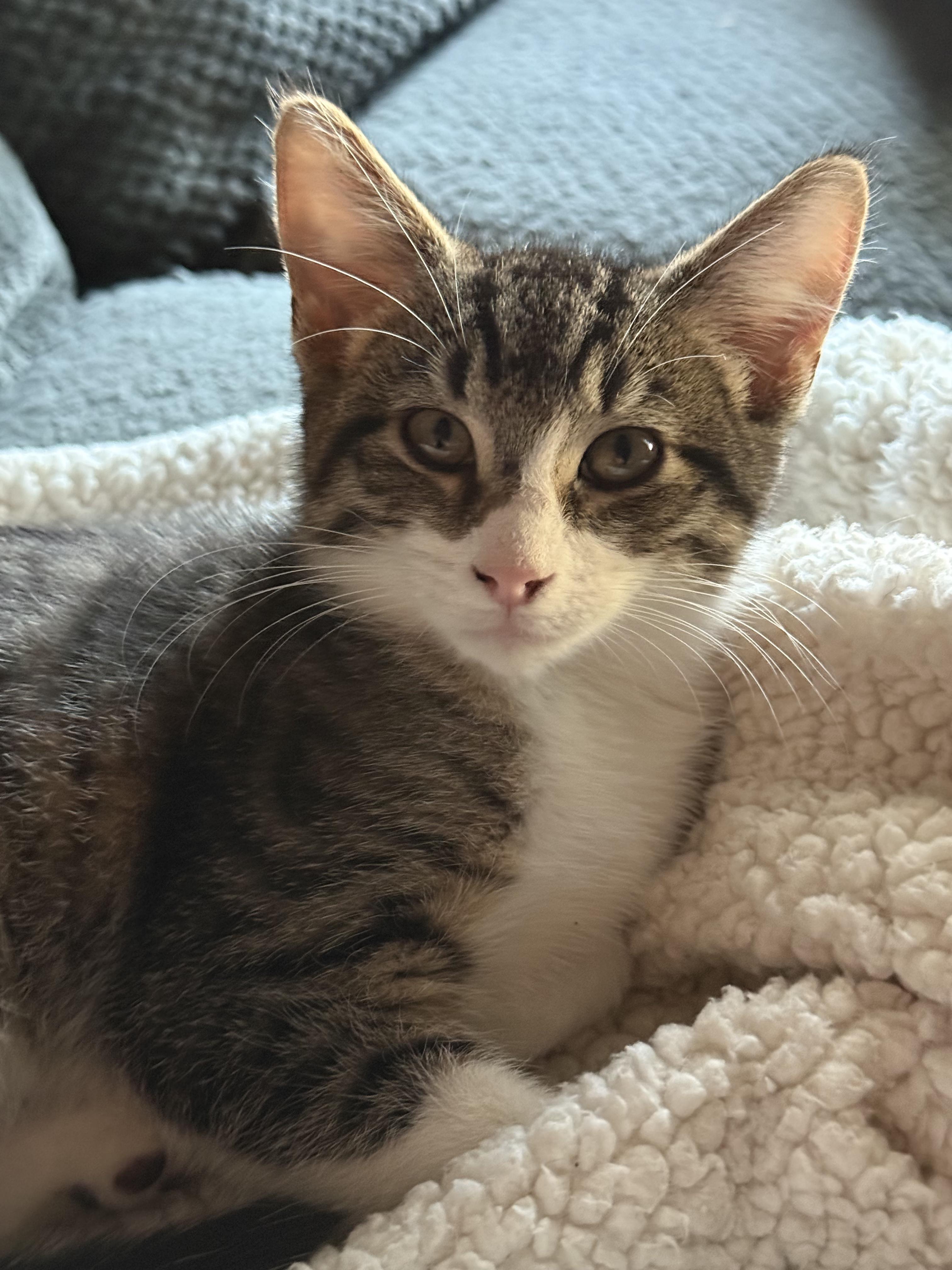 Ash, Adoptable, Young Male Domestic Short Hair.