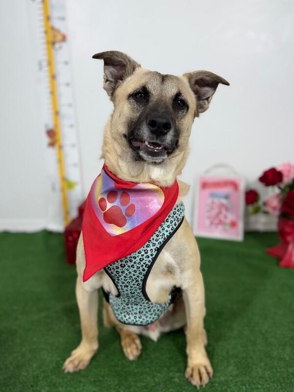 Enlarge Gunther, a Adoptable mixed breed in Reno, NV image 1/1