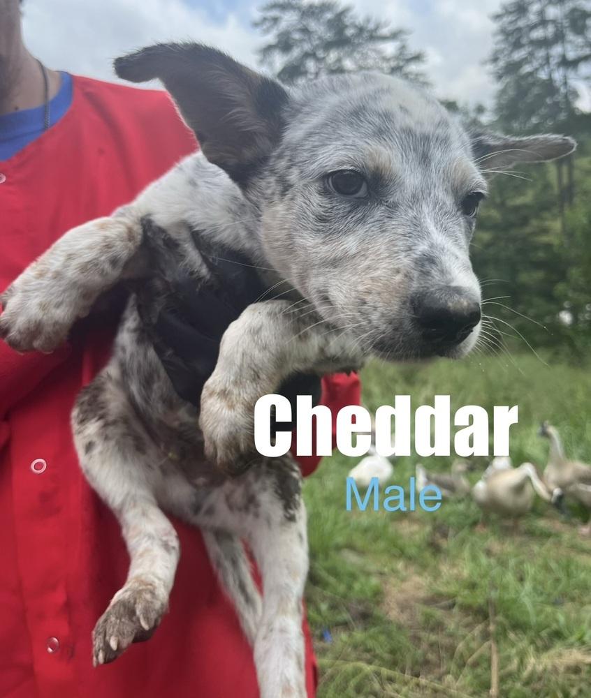 Enlarge Cheddar, a Adoptable mixed breed in Irwin, PA image 1/1