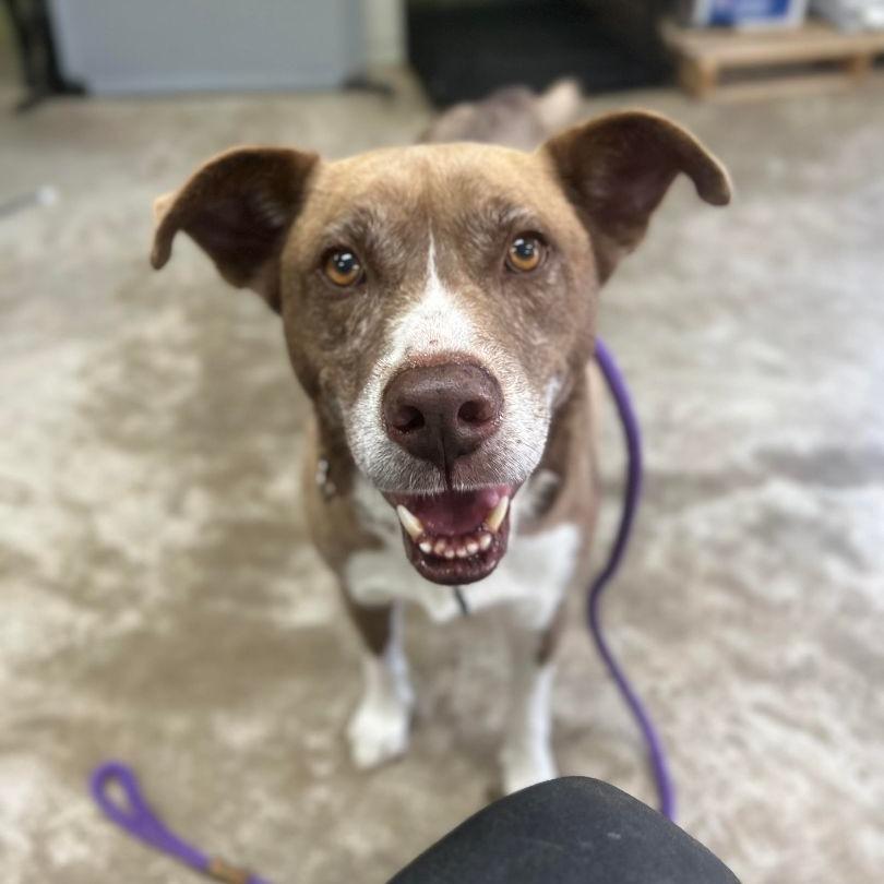 Elmo, Adoptable, Senior Male Border Collie.