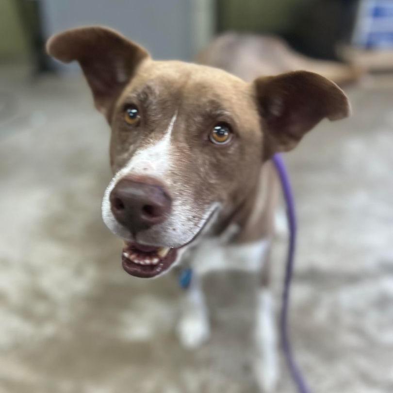 Enlarge Elmo, a Adoptable Border Collie in Shelby, NC image 2/3