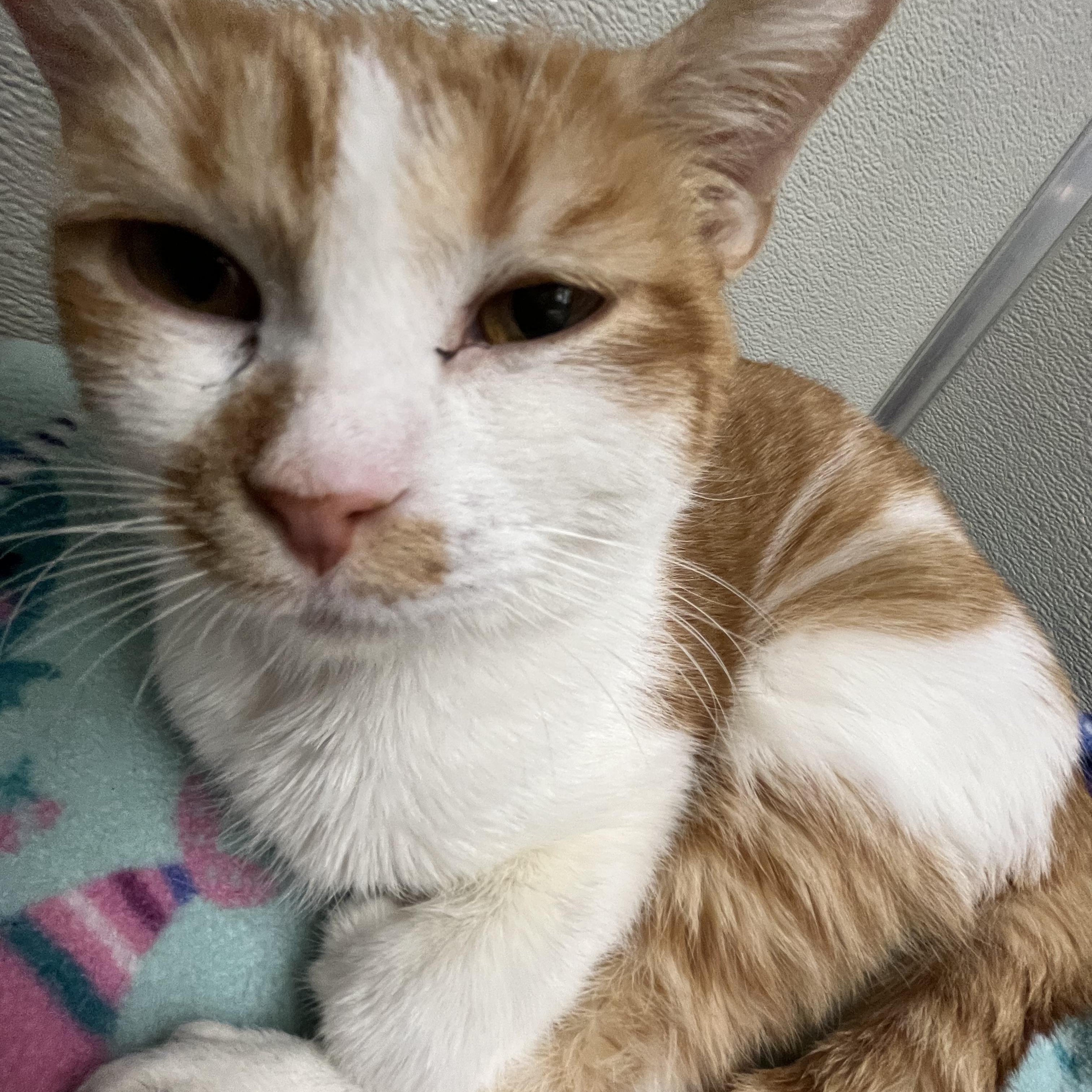 Jerry, an adoptable Domestic Short Hair in Mount Pleasant, MI, 48858 | Photo Image 2