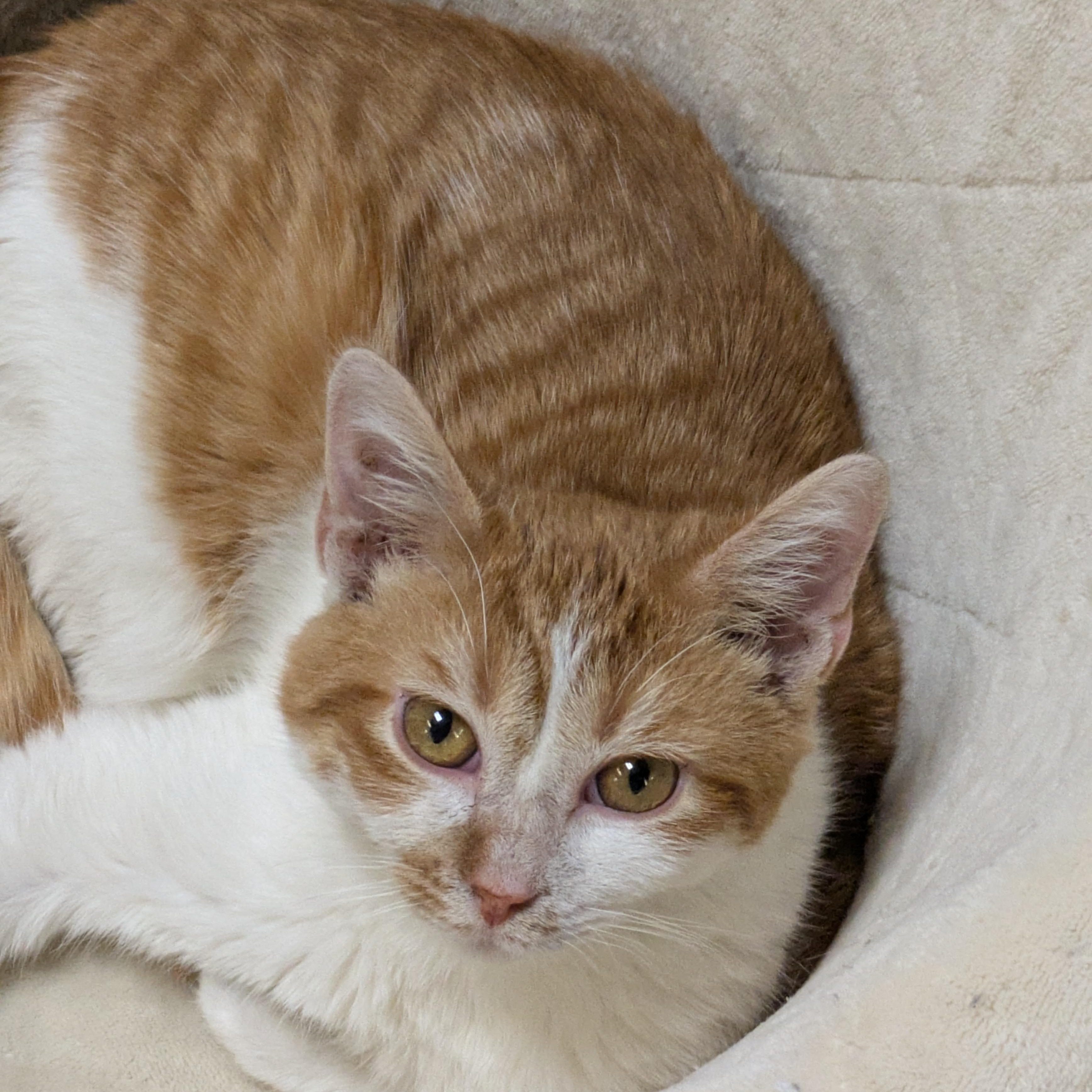 Jerry, an adoptable Domestic Short Hair in Mount Pleasant, MI, 48858 | Photo Image 3