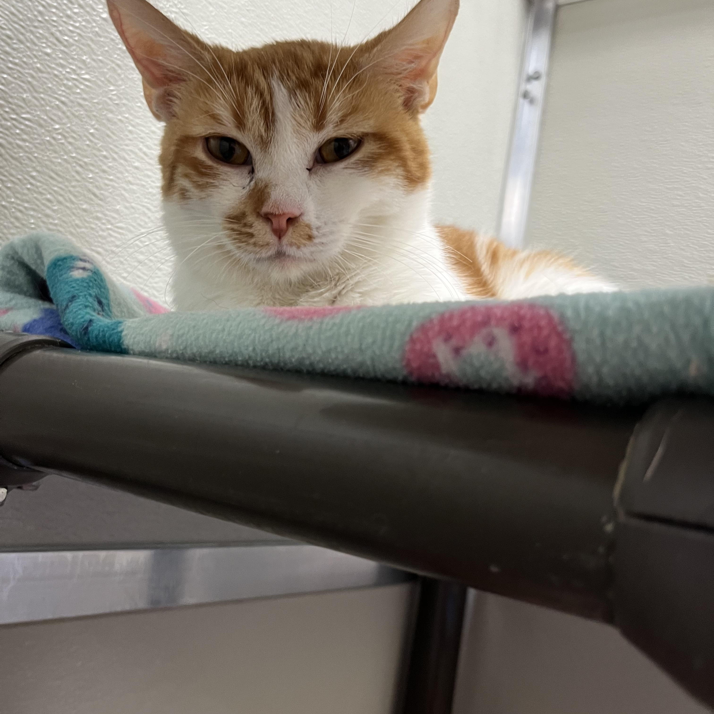 Jerry, an adoptable Domestic Short Hair in Mount Pleasant, MI, 48858 | Photo Image 1