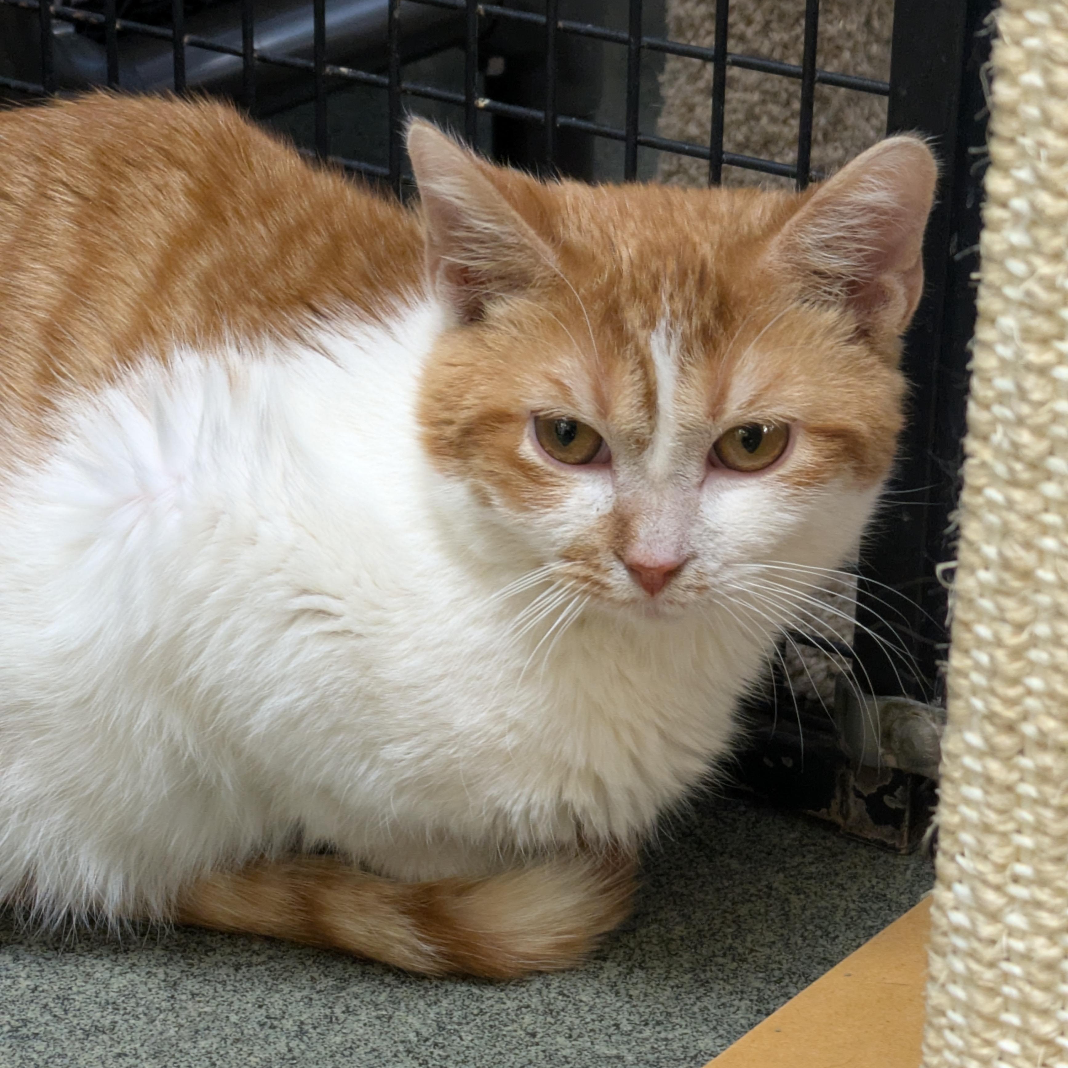 Jerry, an adoptable Domestic Short Hair in Mount Pleasant, MI, 48858 | Photo Image 4