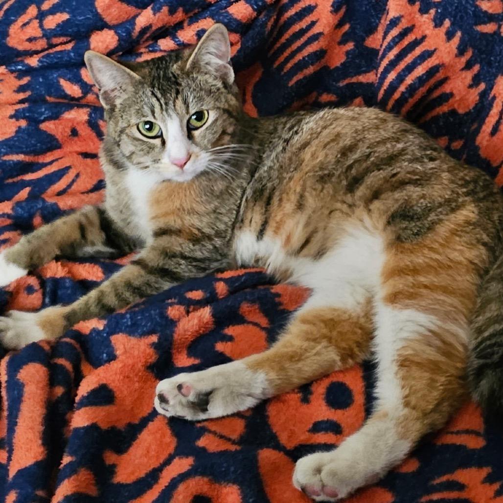 Callie, Adoptable, Adult Female Domestic Short Hair.