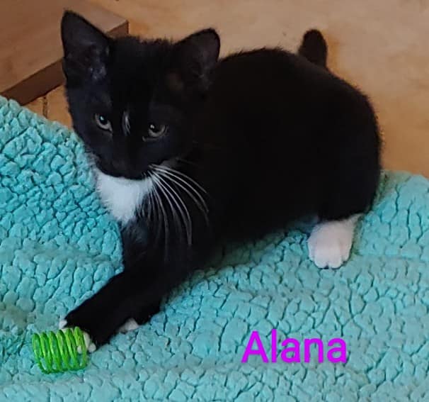 Cat for adoption *Alana, a Domestic Short Hair in Queen Creek, AZ