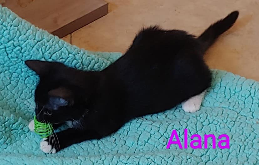 Cat for adoption *Alana, a Domestic Short Hair in Queen Creek, AZ