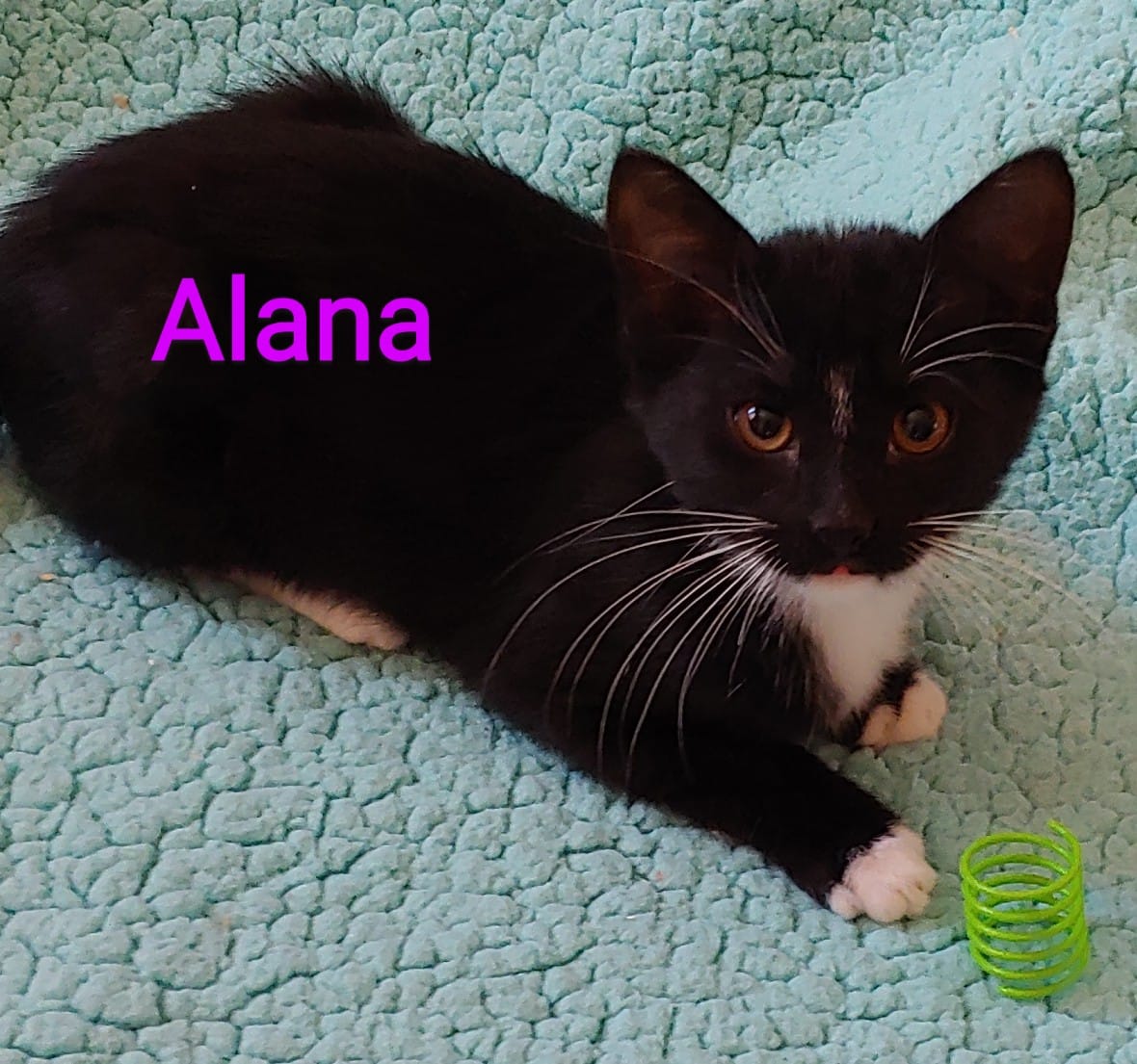 Cat for adoption *Alana, a Domestic Short Hair in Queen Creek, AZ