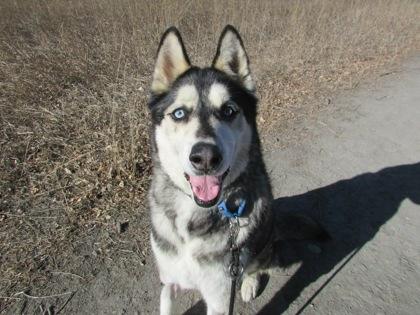 Nanuk, Adoptable, Adult Male Siberian Husky & Mixed Breed.