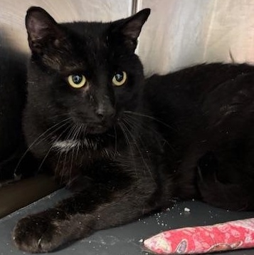 Enlarge Denali – A Gentle Giant Looking for Love, a Adoptable Domestic Short Hair in Braintree, MA image 3/5