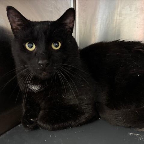 Enlarge Denali – A Gentle Giant Looking for Love, a Adoptable Domestic Short Hair in Braintree, MA image 5/5