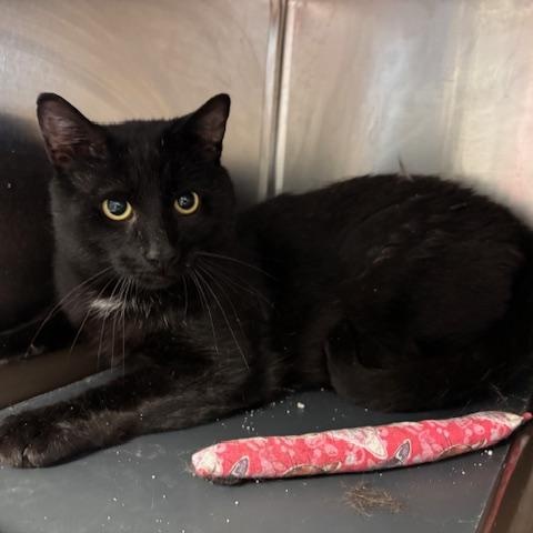 Denali – A Gentle Giant Looking for Love, Adoptable, Adult Male Domestic Short Hair.