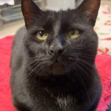 Enlarge Denali – A Gentle Giant Looking for Love, a Adoptable Domestic Short Hair in Braintree, MA image 6/6