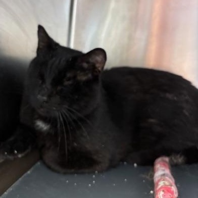 Enlarge Denali – A Gentle Giant Looking for Love, a Adoptable Domestic Short Hair in Braintree, MA image 4/5