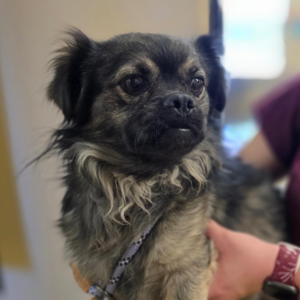 Leonard, Adoptable, Adult Male Pug & Chihuahua.