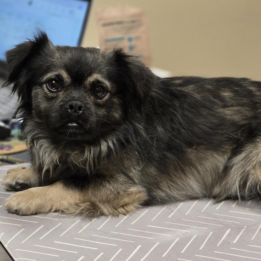 Enlarge Leonard, a Adoptable mixed breed in Wickenburg, AZ image 2/6
