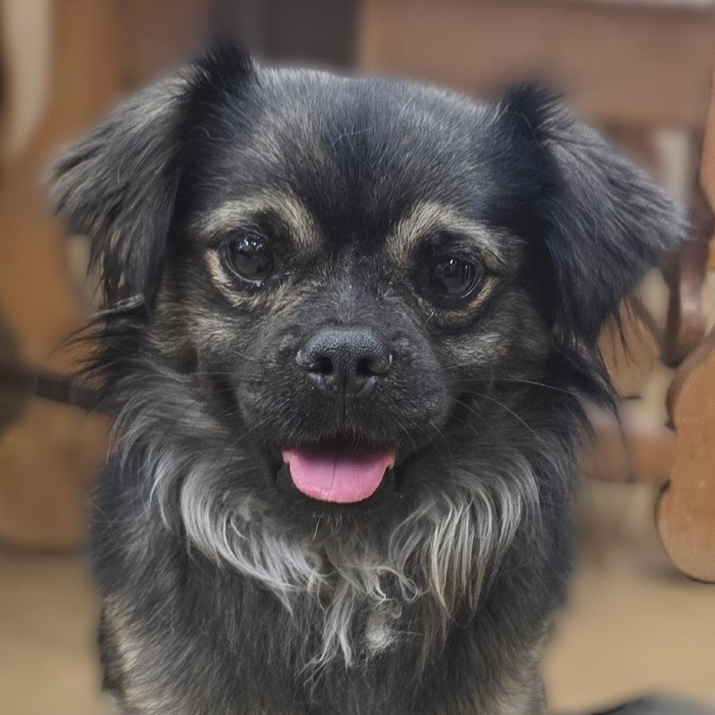 Enlarge Leonard, a Adoptable mixed breed in Wickenburg, AZ image 4/6