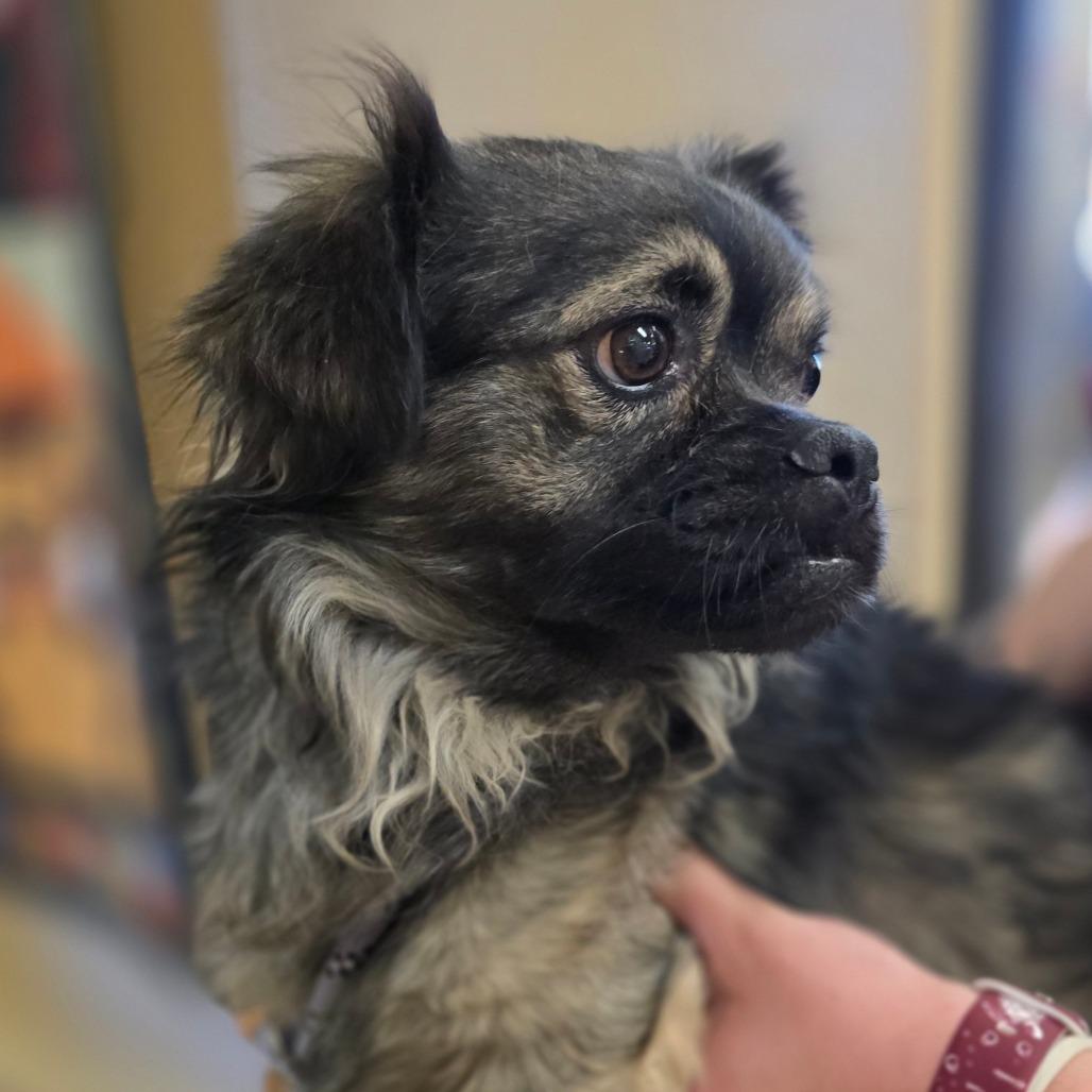 Enlarge Leonard, a Adoptable mixed breed in Wickenburg, AZ image 5/6