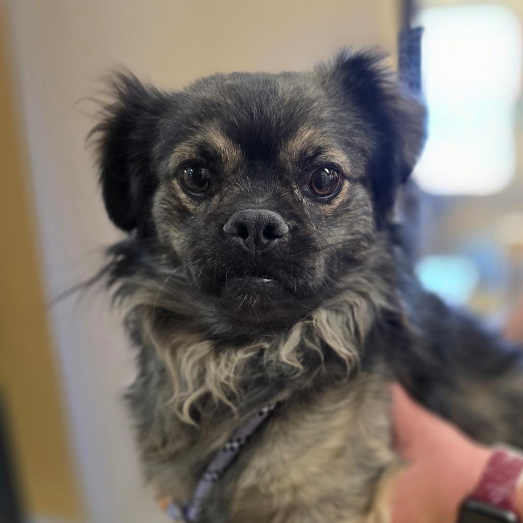Enlarge Leonard, a Adoptable mixed breed in Wickenburg, AZ image 6/6