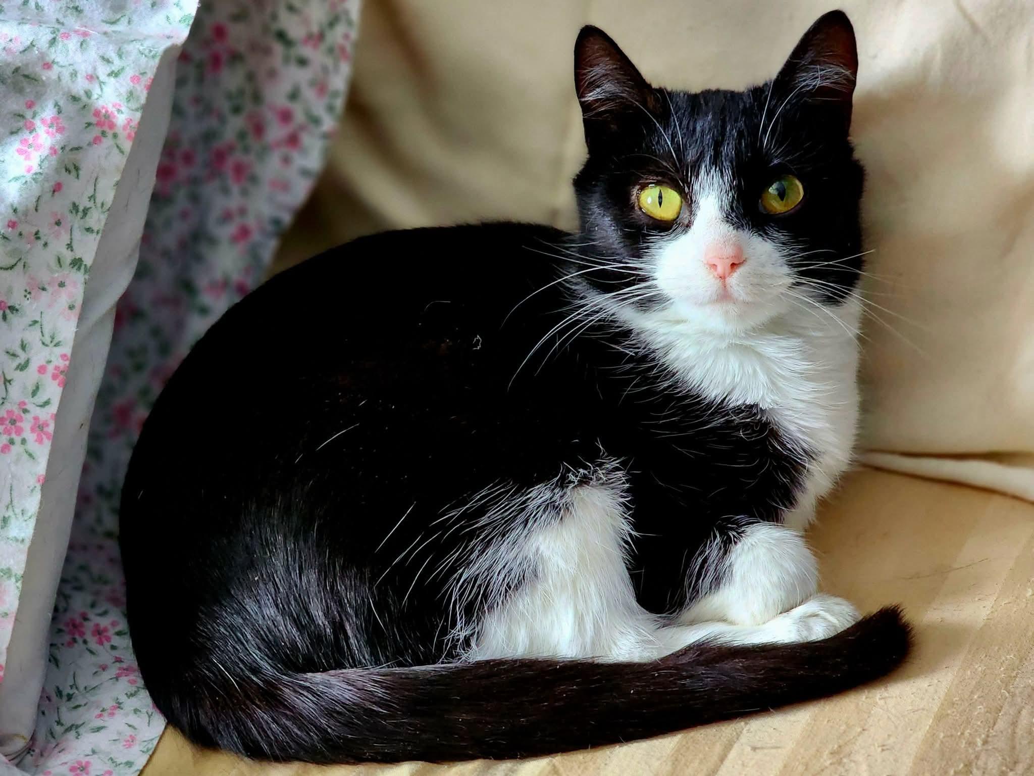 Lavender , adopted, Young Female Domestic Short Hair.