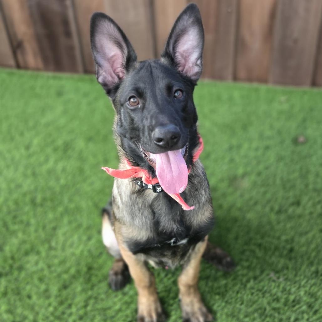 Huckleberry, Adoptable, Puppy Male Mixed Breed.