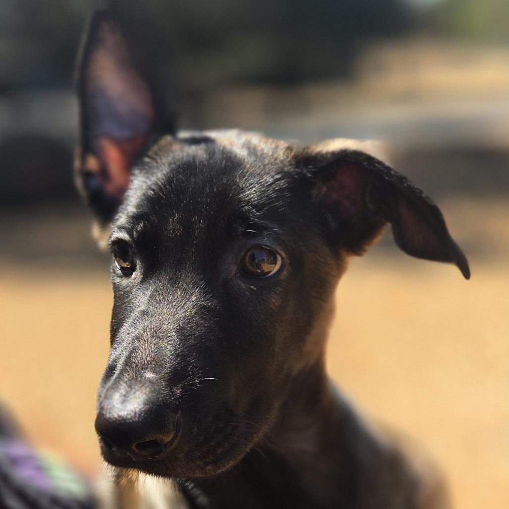 Enlarge Huckleberry, a Adoptable Mixed Breed in Sonoma, CA image 2/6