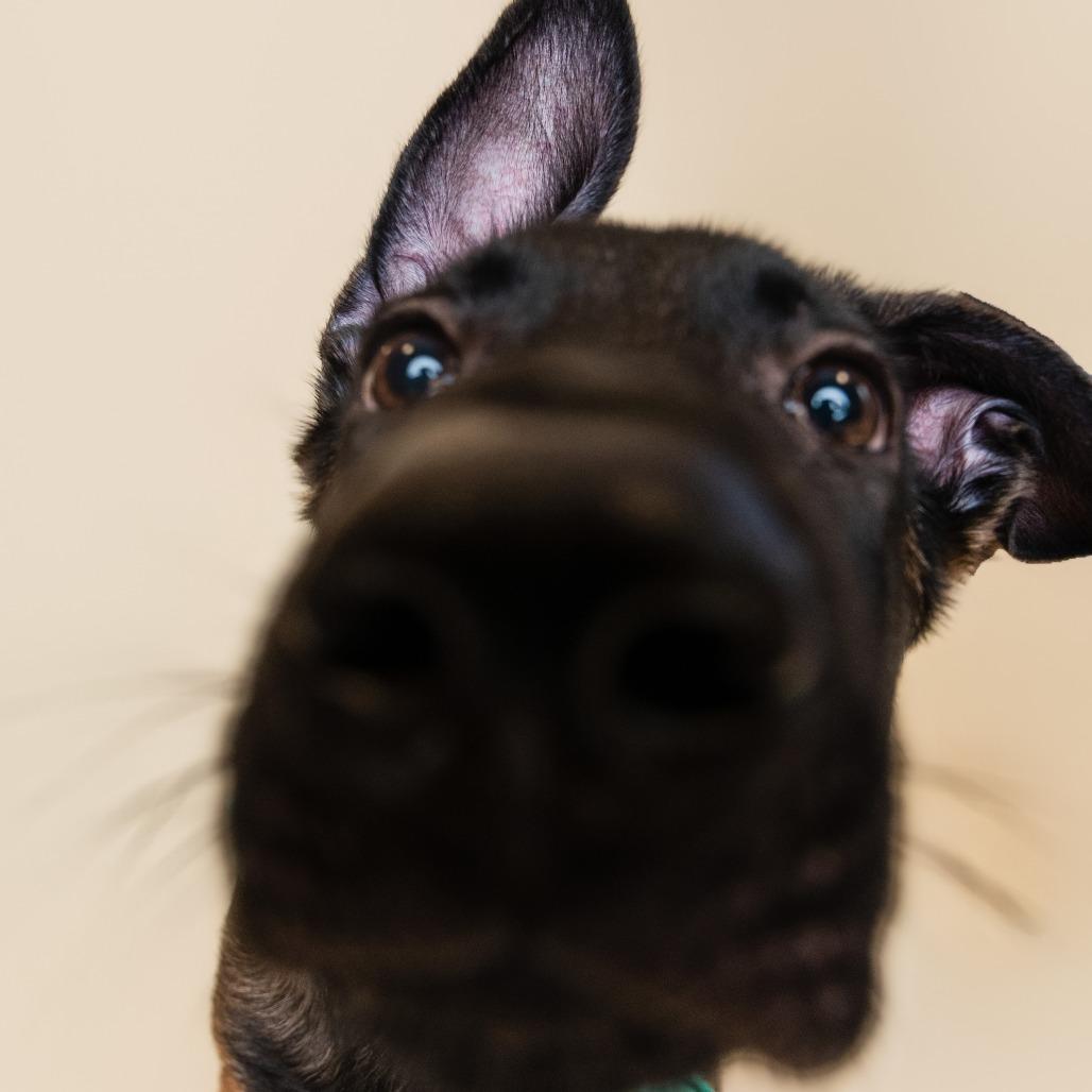 Enlarge Huckleberry, a Adoptable Mixed Breed in Sonoma, CA image 3/6