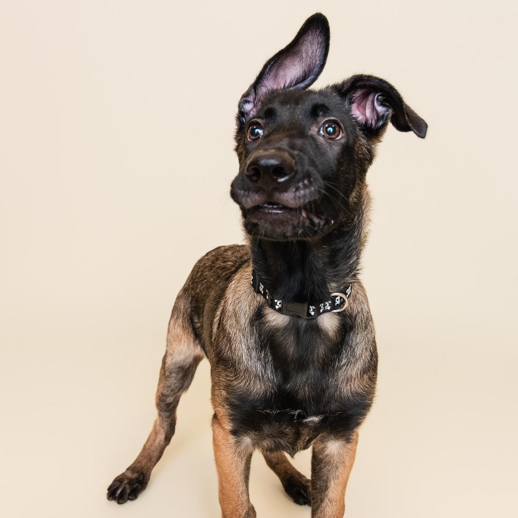 Enlarge Huckleberry, a Adoptable Mixed Breed in Sonoma, CA image 4/6