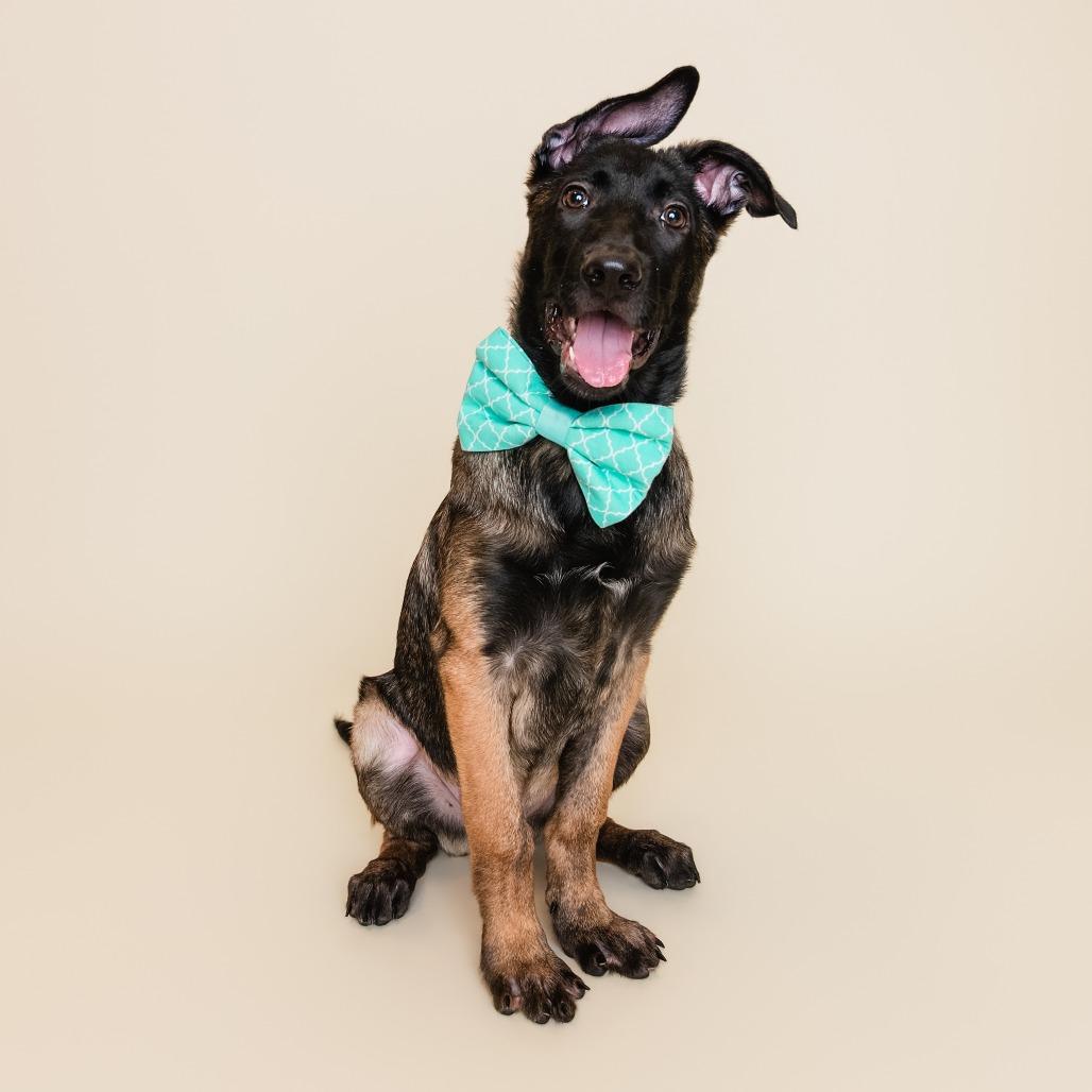 Enlarge Huckleberry, a Adoptable Mixed Breed in Sonoma, CA image 5/6