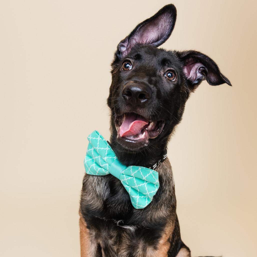 Enlarge Huckleberry, a Adoptable Mixed Breed in Sonoma, CA image 6/6