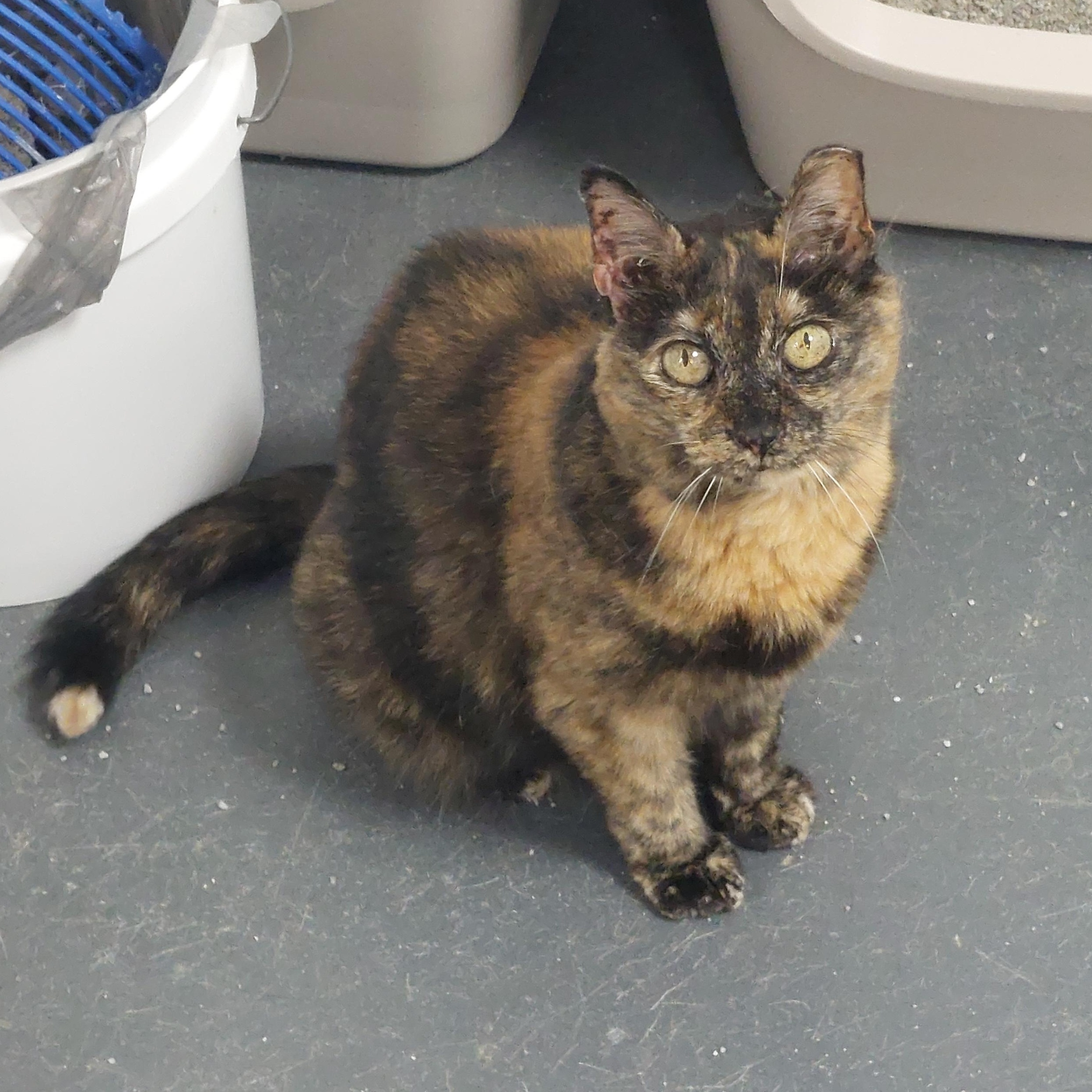 Tipper, Adoptable, Adult Female Domestic Short Hair.