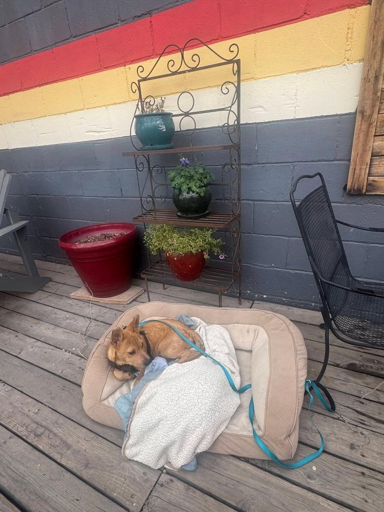 Enlarge Myles, a Adoptable mixed breed in Cortez, CO image 2/5