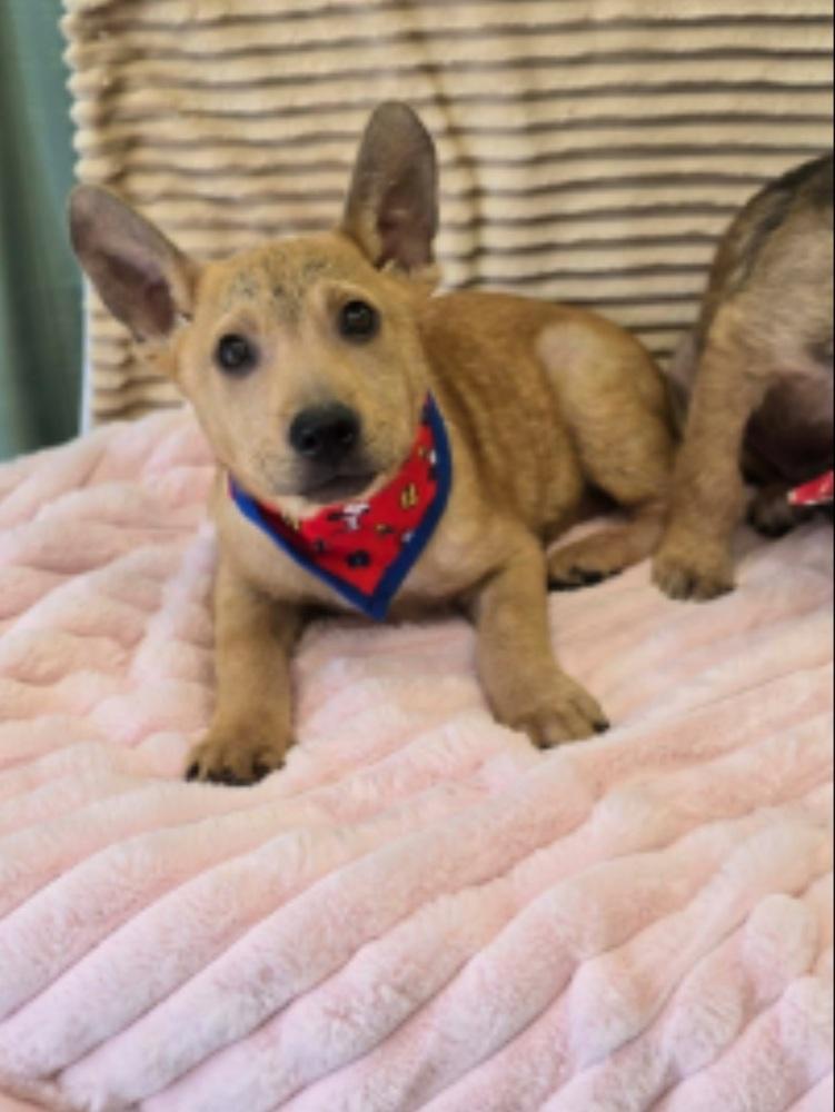 Enlarge Myles, a Adoptable mixed breed in Cortez, CO image 3/5