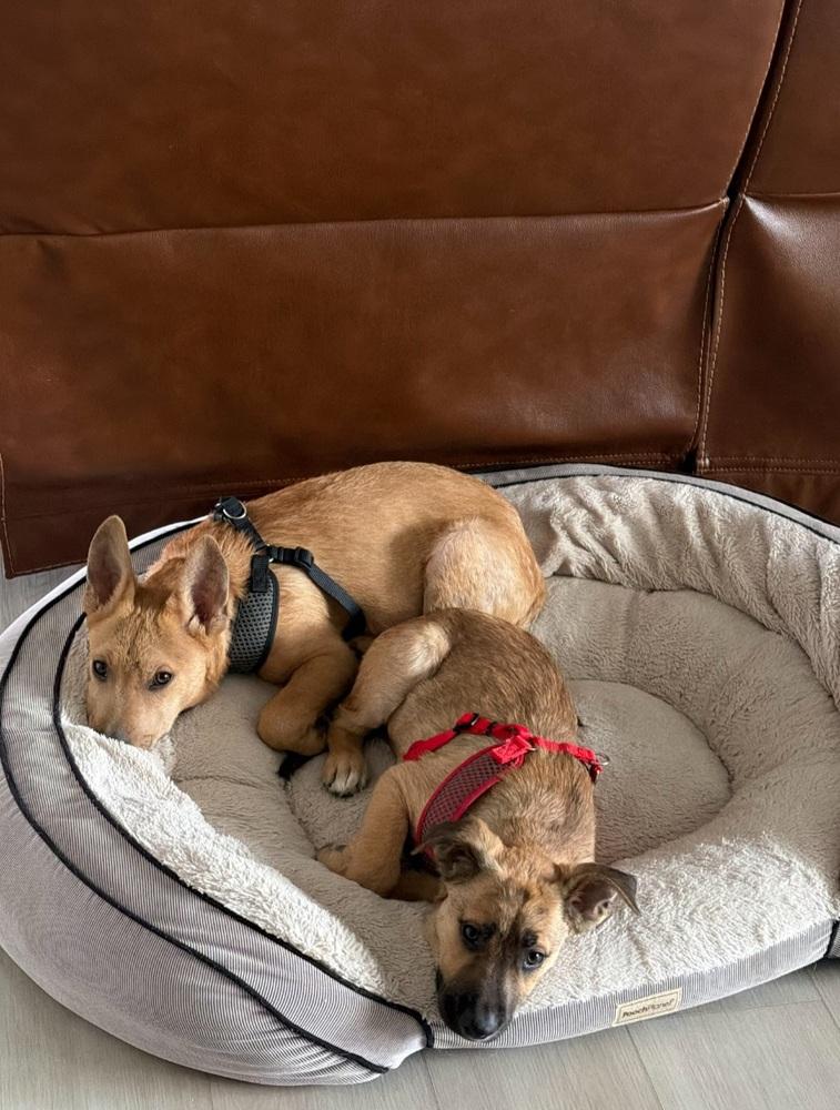 Enlarge Myles, a Adoptable mixed breed in Cortez, CO image 4/5
