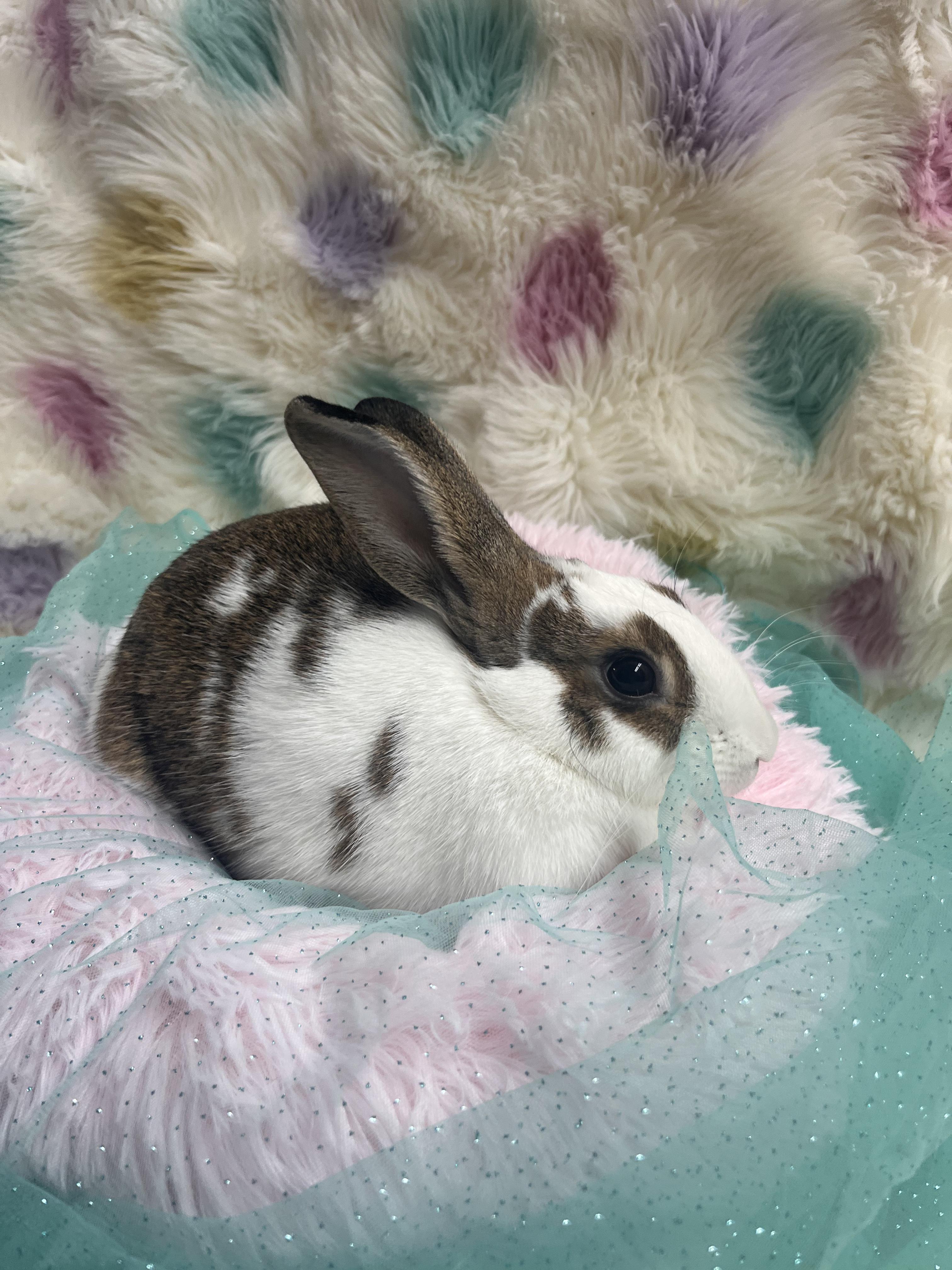 Ginger, ADOPTABLE, Young Male Rhinelander.