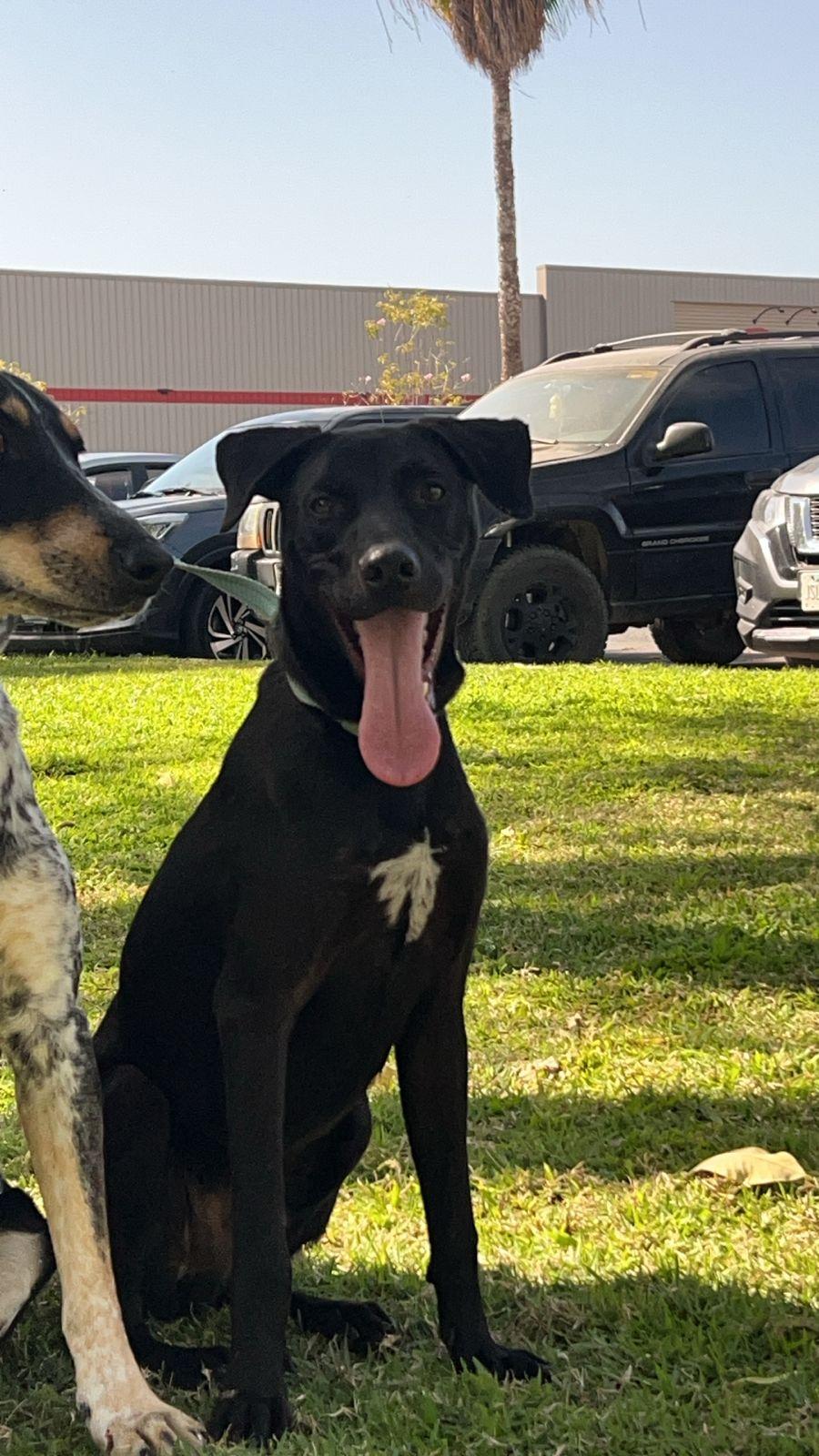 Rambo, Adoptable, Young Male Labrador Retriever.