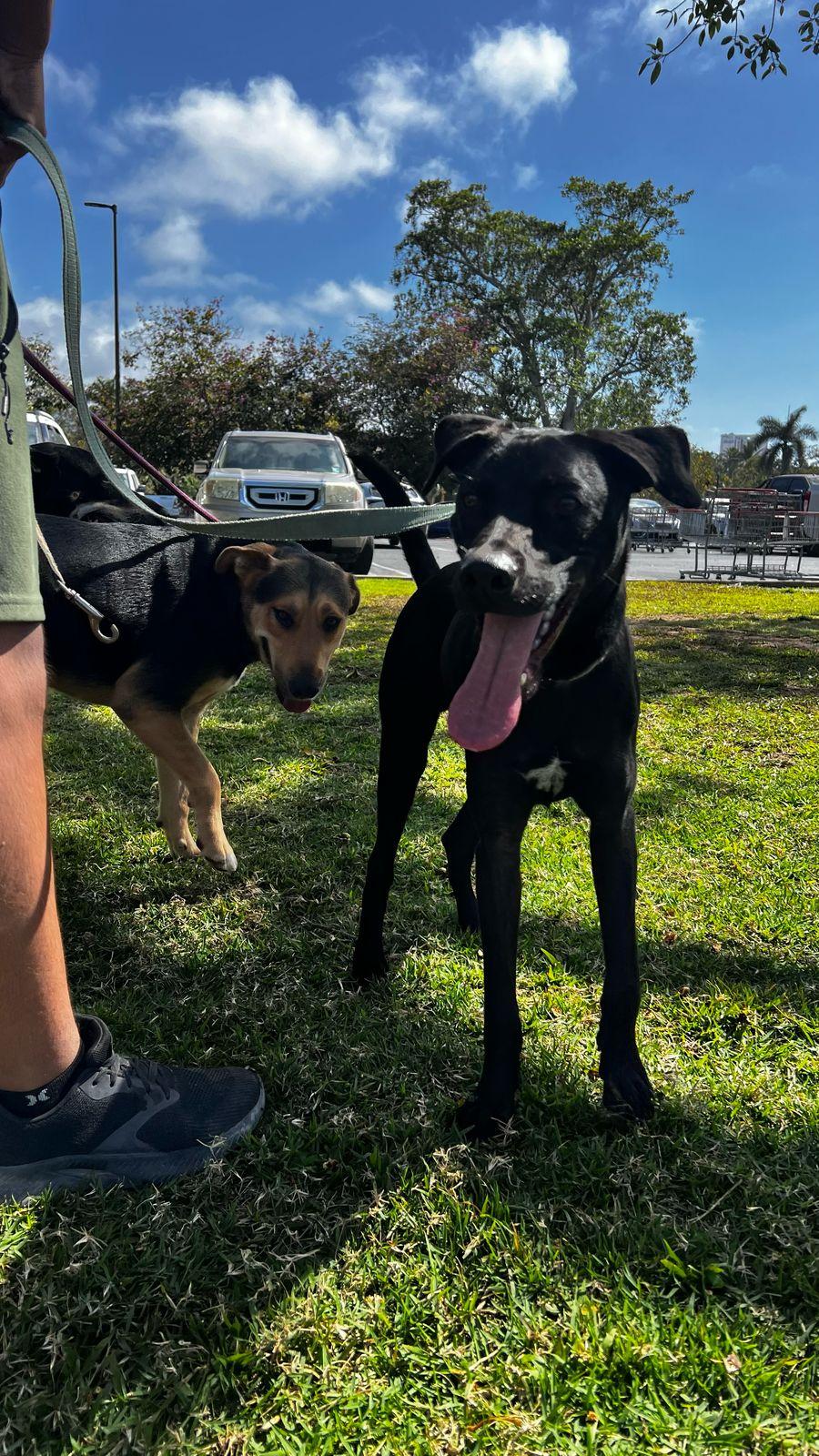 Enlarge Rambo, a Adoptable mixed breed in Vancouver, BC image 2/6