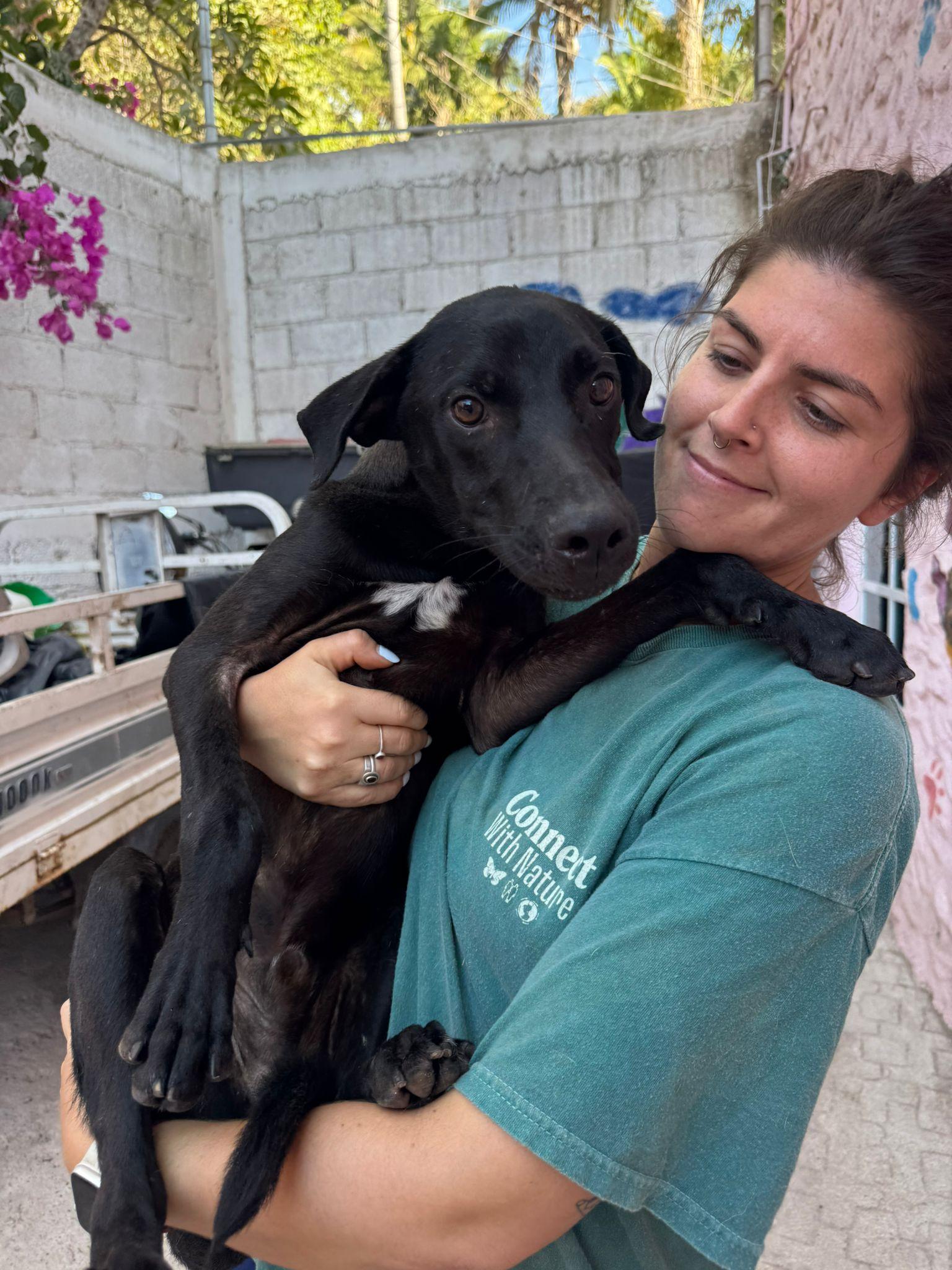 Enlarge Rambo, a Adoptable mixed breed in Vancouver, BC image 5/6