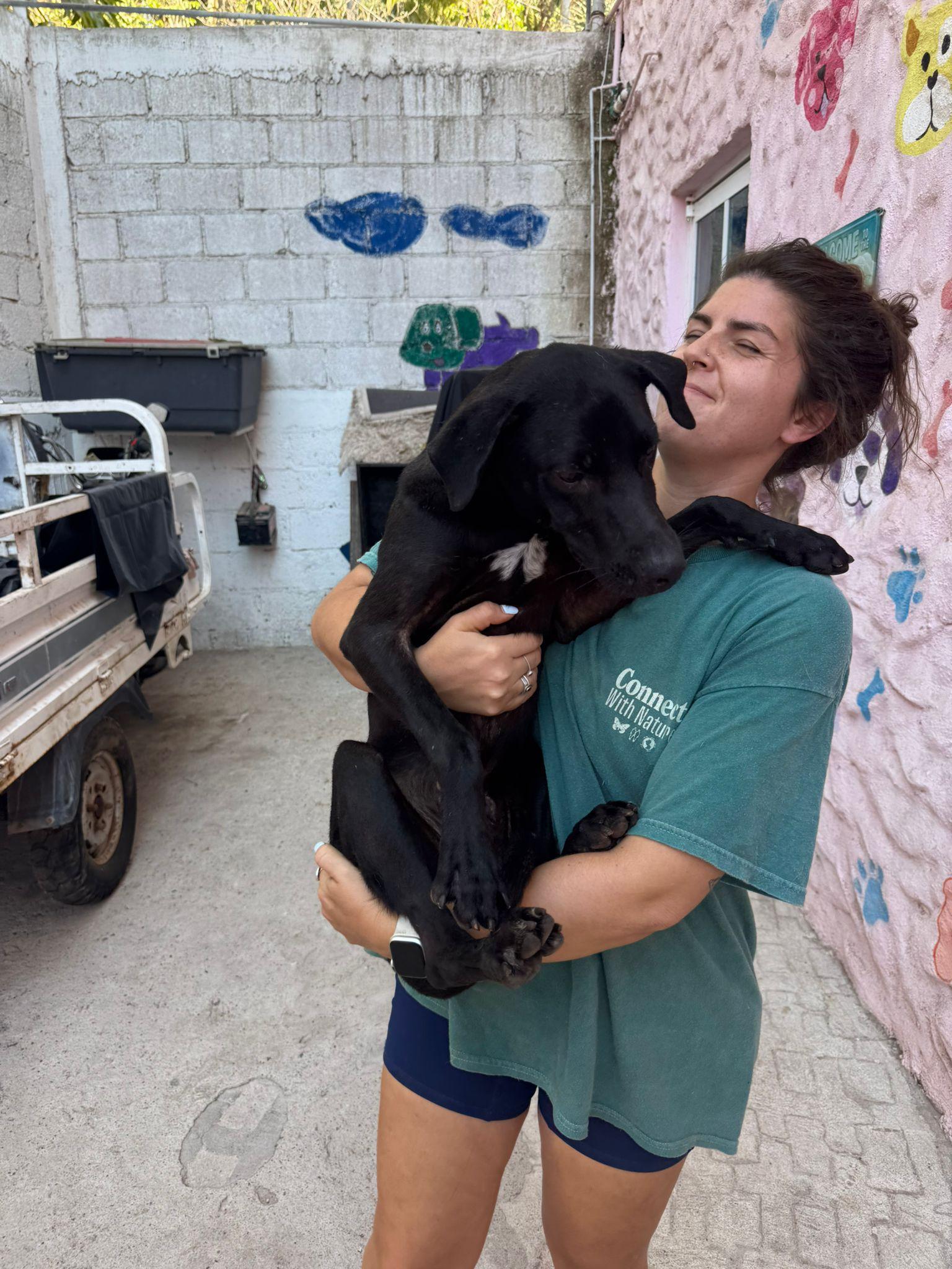 Enlarge Rambo, a Adoptable mixed breed in Vancouver, BC image 6/6