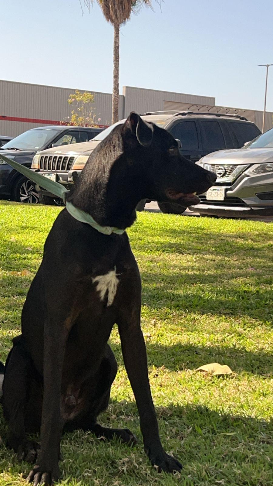 Enlarge Rambo, a Adoptable mixed breed in Vancouver, BC image 3/6