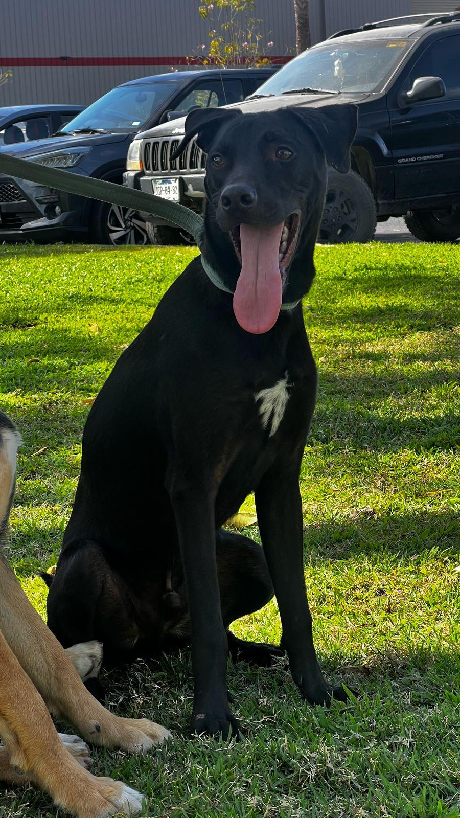 Enlarge Rambo, a Adoptable mixed breed in Vancouver, BC image 4/6