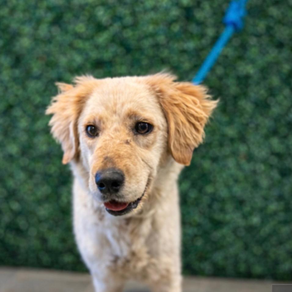 Lucky, a Adoptable mixed breed in Tacoma, WA image 2/6