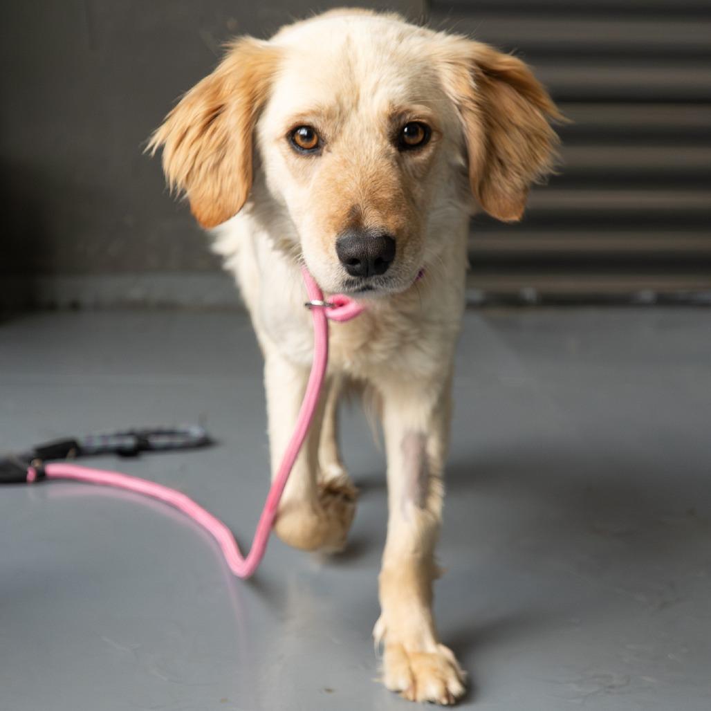 Lucky, a Adoptable mixed breed in Tacoma, WA image 3/6