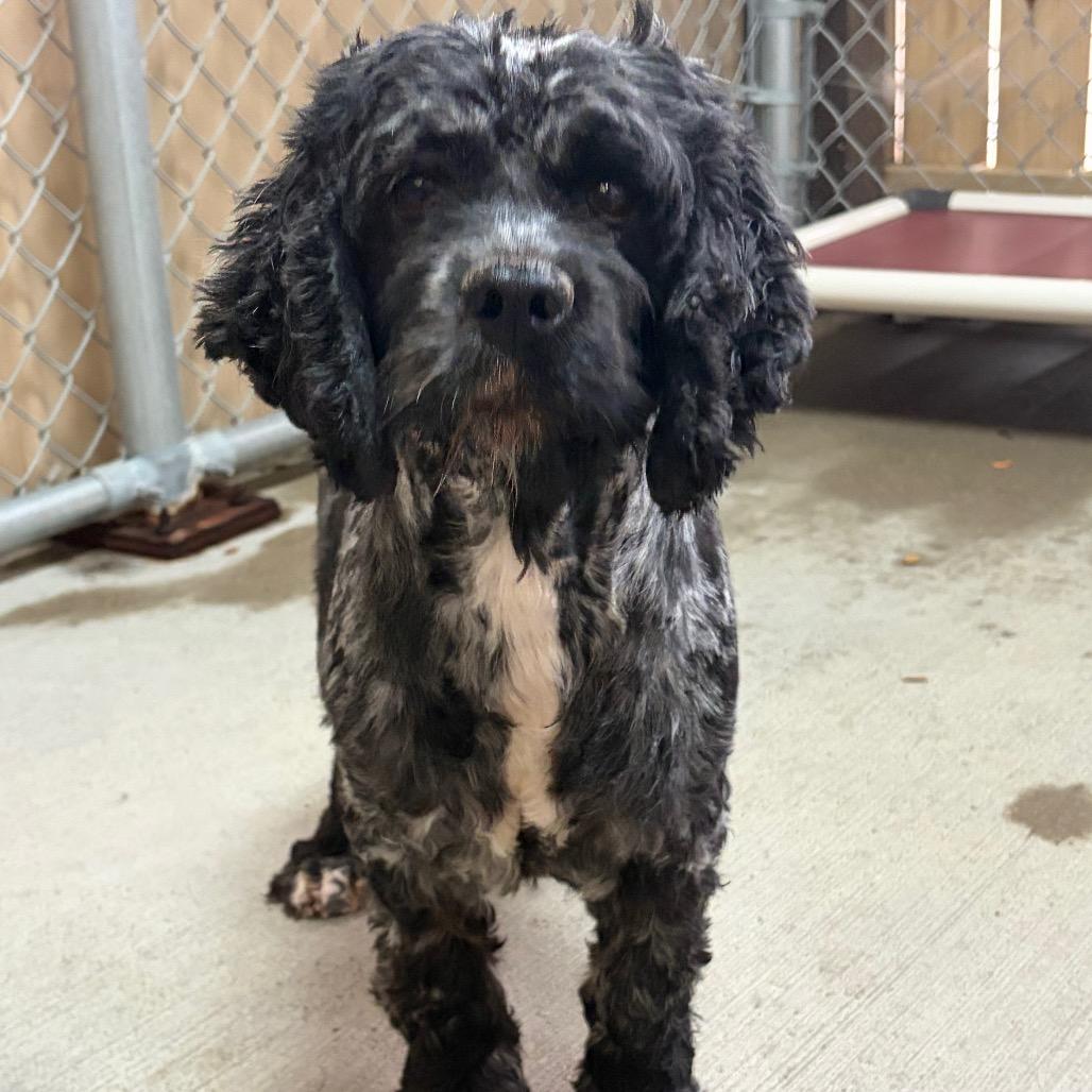 Stream, Adoptable, Senior Female Cocker Spaniel.