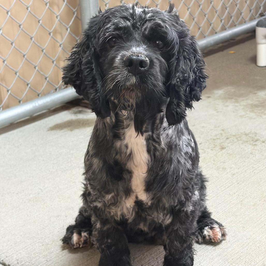 Enlarge Stream, a Adoptable Cocker Spaniel in Delaware, OH image 2/4