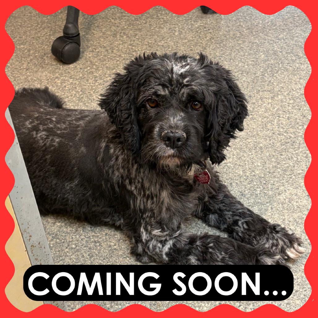 Enlarge Stream, a Adoptable Cocker Spaniel in Delaware, OH image 3/4