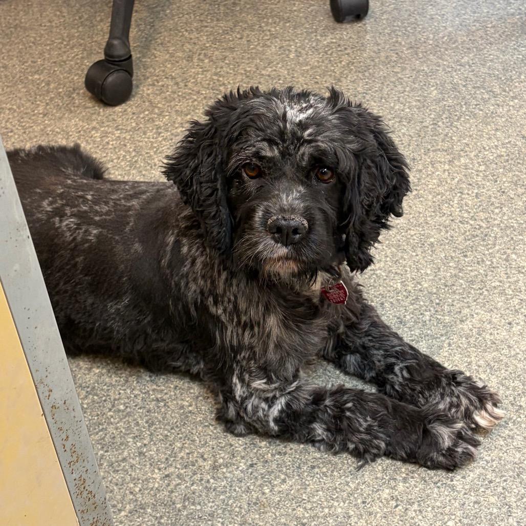 Enlarge Stream, a Adoptable Cocker Spaniel in Delaware, OH image 4/4