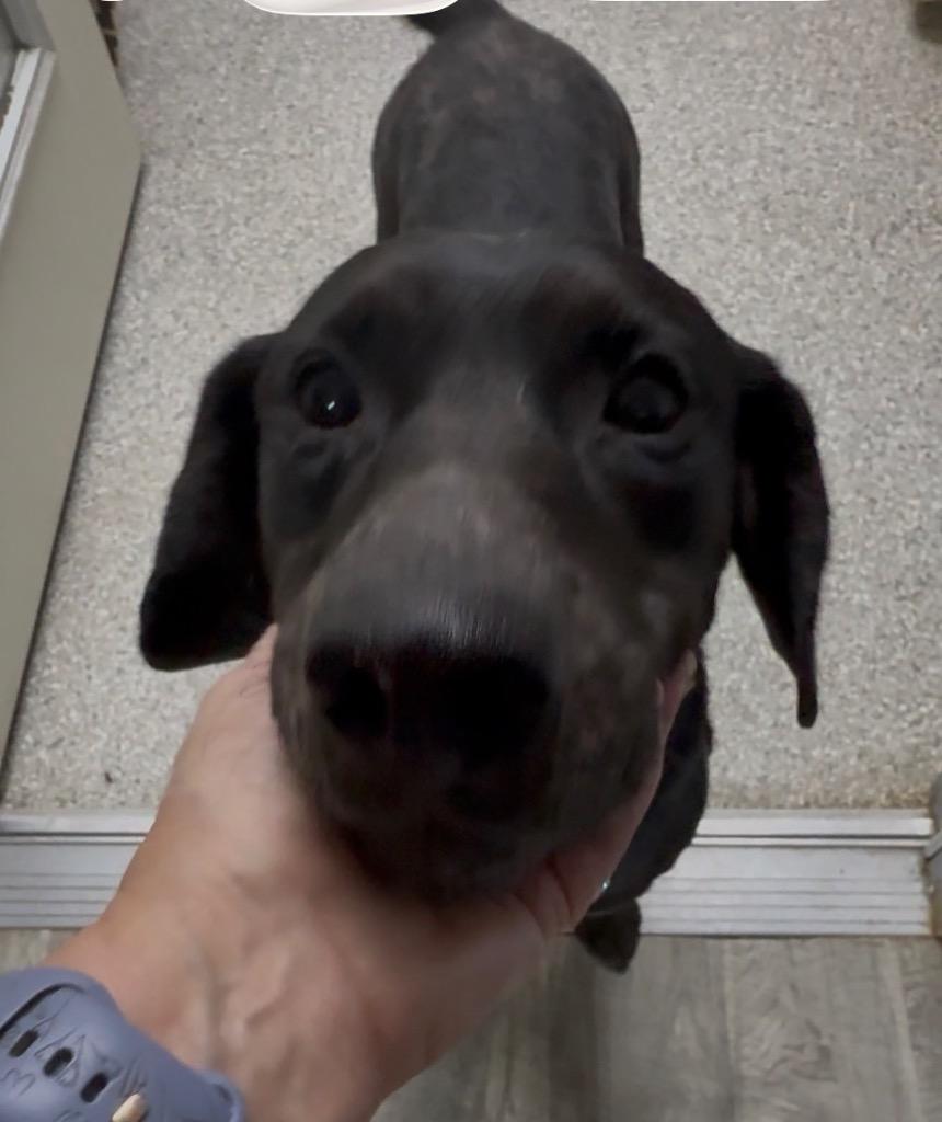 Zeus, Adoptable, Adult Male Black Labrador Retriever.